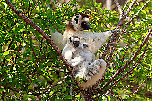 马达加斯加狐猴,维氏冕狐猴,贝伦提保护区,马达加斯加,非洲