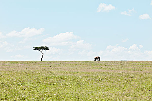 大象,大草原