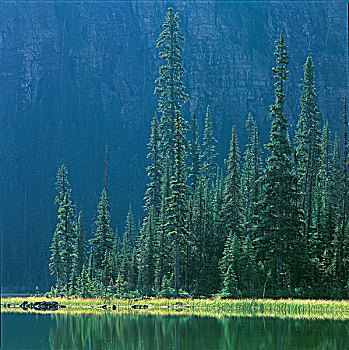 小树林,云杉,亚高山,冷杉,岸边,欧哈拉湖,幽鹤国家公园,不列颠哥伦比亚省,加拿大