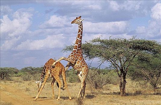 争斗,长颈鹿,哺乳动物,萨布鲁国家公园,肯尼亚,非洲,动物