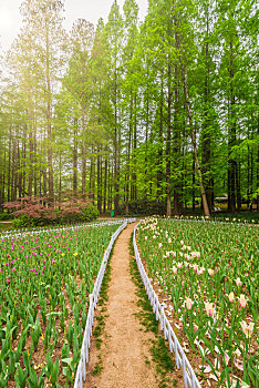 中国江苏南京中山植物园花丛绿地园林