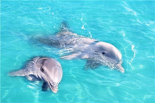 海豚,情侣,游动,蓝绿色,水
