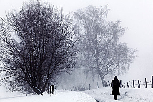 孤单,行走,冬季风景,雪,树,雾,北莱茵-威斯特伐利亚,德国,欧洲