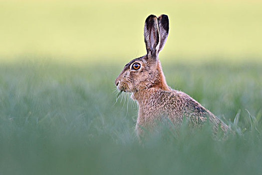 欧洲野兔,坐,麦田,进食,萨克森安哈尔特,德国,欧洲