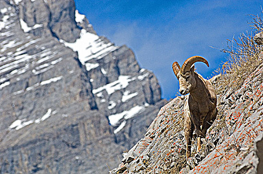 洛基山大角山羊,放牧,山腰,卡纳纳斯基斯县,艾伯塔省,加拿大