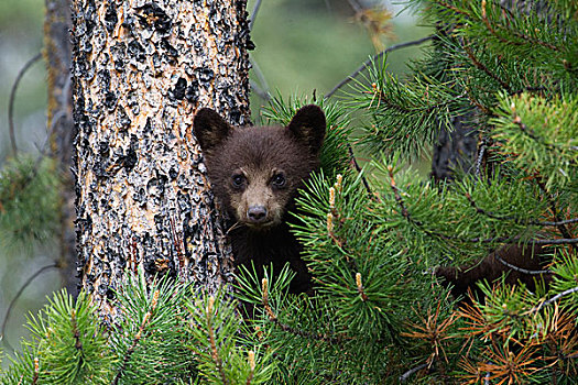 黑熊,美洲黑熊,幼兽,松树,碧玉国家公园,艾伯塔省,加拿大