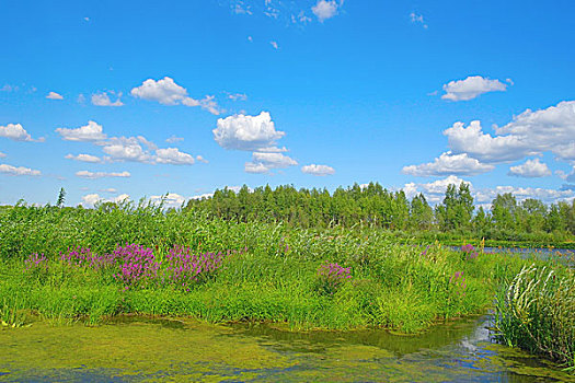 漂亮,夏天,风景,湖