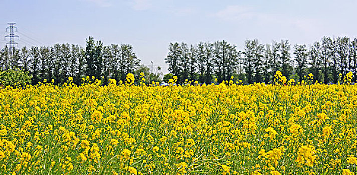 盛开油菜花地和远方的树