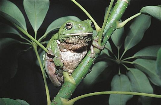 绿树蛙,两栖动物,港口,澳大利亚,动物