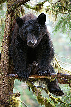 黑熊,美洲黑熊,幼小,树上,溪流,阿拉斯加