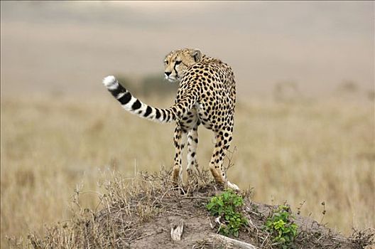 印度豹,猎豹,马赛马拉,肯尼亚,非洲
