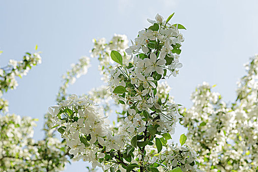 苹果树,花,白花,白天,照片