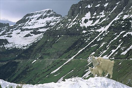 石山羊,雪羊,母亲,雪,悬崖,冰川国家公园,蒙大拿