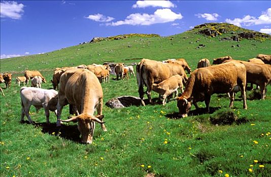 母牛,翠绿,草场