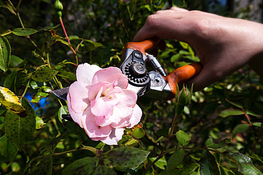 玫瑰,花园,剪刀