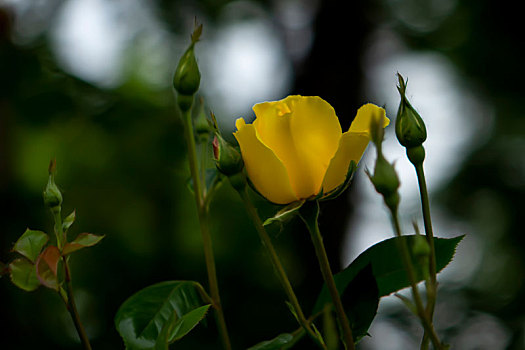 唯美月季花