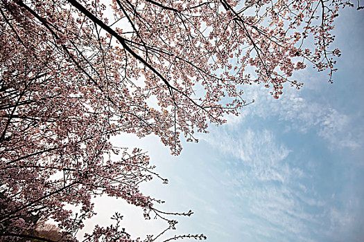 樱花,天空