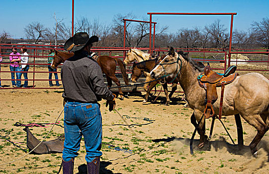 达拉斯,德克萨斯,牧场,牛仔,训练,2岁,马,放,第一,马鞍,骑