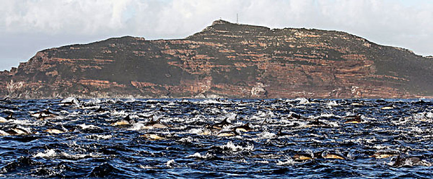 乌色海豚,正面,开普角,南非