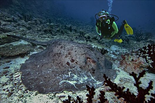 潜水,阿里环礁,印度洋,马尔代夫