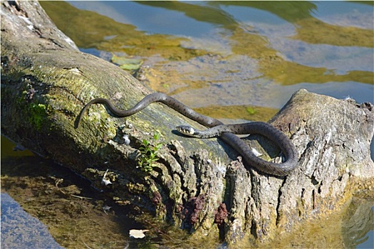 木鱼湖蛇群泛图片