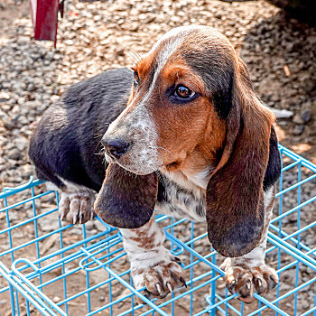 宠物犬,巴吉度猎犬