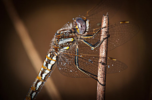 蜻蜓,捕食,阿斯托里亚,俄勒冈,美国