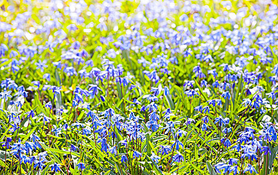 绵枣儿属植物,鲜明,蓝色,春花,横图,照片,聚焦,浅