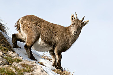 圖片信息標籤高山動物偶蹄目秋天牛科動物山羊白天戶外外部臉野山羊