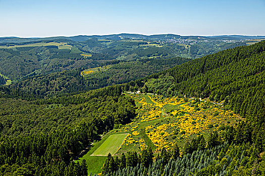 山景,桧属植物,草地,树林,藻厄兰,北莱茵威斯特伐利亚,德国,欧洲