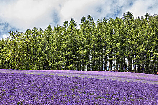 花,北海道,日本