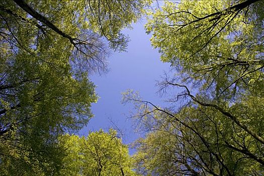 树梢,雅斯蒙德国家公园,吕根岛,梅克伦堡前波莫瑞州,德国,欧洲