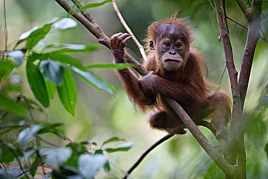 猩猩,黑猩猩,幼仔,婆罗洲,马来西亚