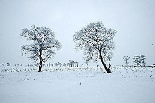 吉林雾凇岛雪景