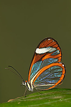 蝴蝶,南,中美洲