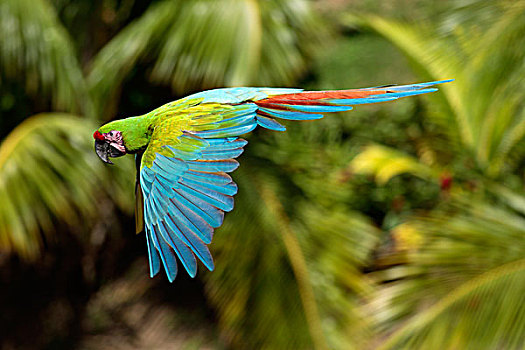 加勒比金刚鹦鹉图片