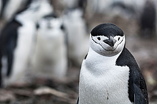 帽带企鹅,阿德利企鹅属,半月,岛屿,南极