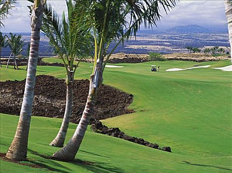 夏威夷,褐色,高尔夫球场,北方,场地,棕榈树,前景,打高尔夫,背景