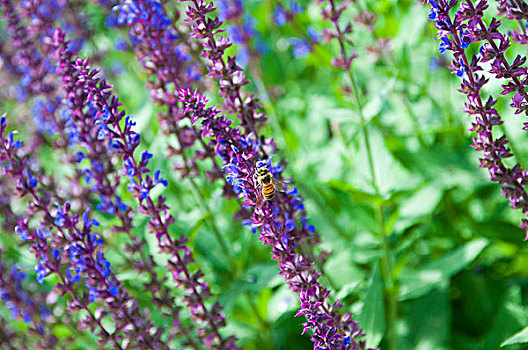 蜜蜂在花丛中