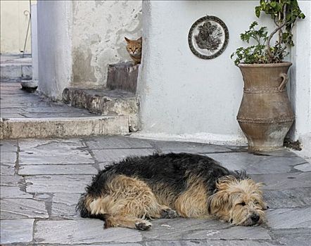 猫,看,睡觉,狗,锡拉岛,希腊
