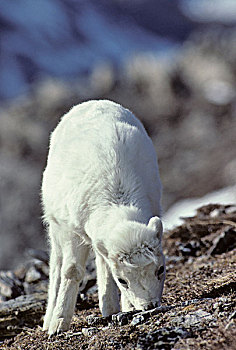 美国,阿拉斯加,野大白羊,羊羔,德纳里峰国家公园