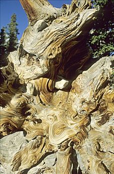 木头,狐尾松,大盆地国家公园,内华达,美国
