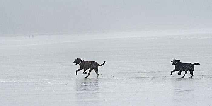 两个,黑色,狗,跑,湿,海滩,雾