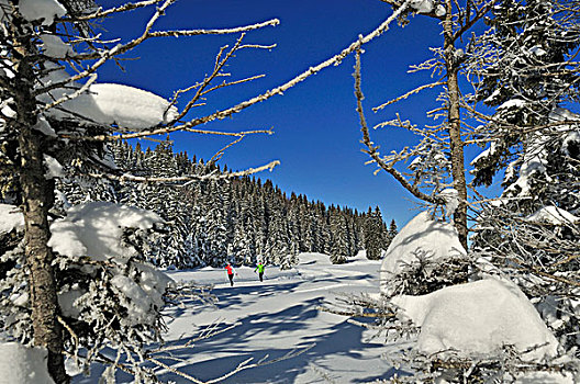 越野滑雪者,高山,巴伐利亚,德国,欧洲