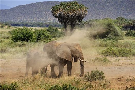 非洲,灌木,大象,非洲象,泥土,沐浴,萨布鲁国家公园,肯尼亚,东非