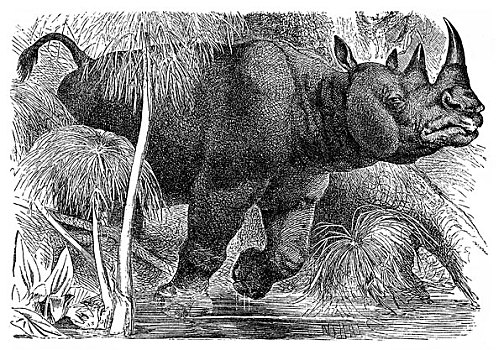 历史,动物,绘画,白犀牛,白犀,19世纪