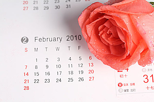 玫瑰,情人节,日历