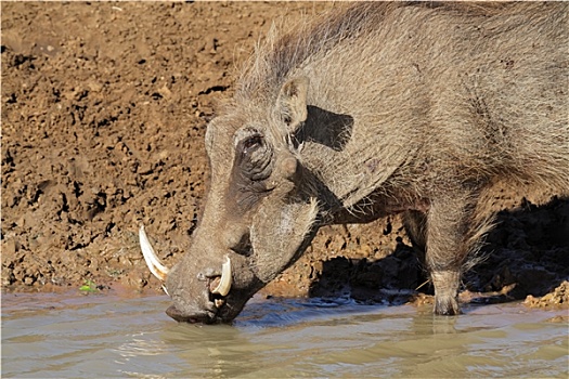 疣猪,饮用水