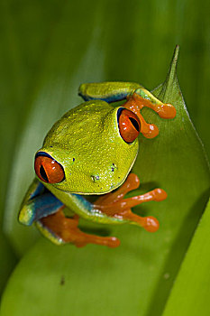 红眼树蛙,北方,哥斯达黎加
