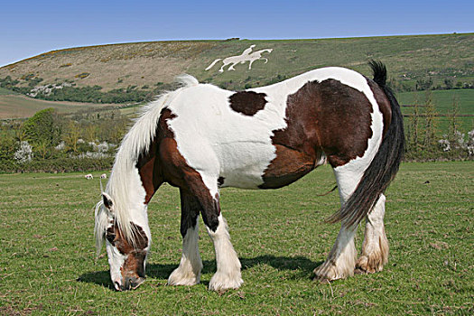 马,放牧,地点,著名,粉笔,国王,两脚分开,山坡,背影,靠近,韦茅斯,多西特,英格兰,欧洲